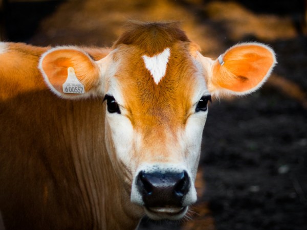 Koblinger mellom melk og&nbsp;sykdom